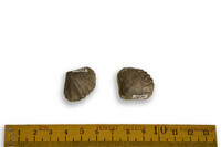 F 01494
<br/>
<br/>
<em></em>